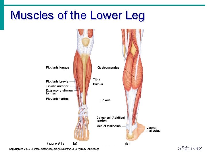 Muscles of the Lower Leg Figure 6. 19 Copyright © 2003 Pearson Education, Inc.
