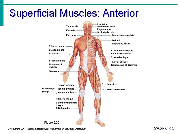 Superficial Muscles: Anterior Figure 6. 20 Copyright © 2003 Pearson Education, Inc. publishing as