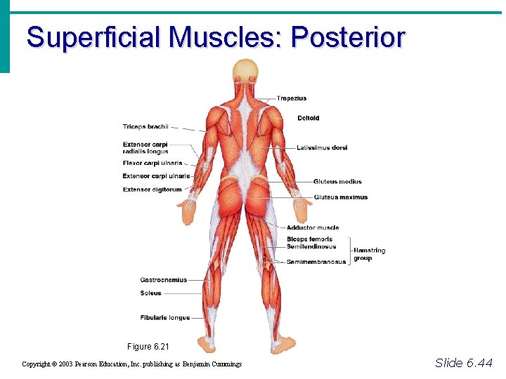 Superficial Muscles: Posterior Figure 6. 21 Copyright © 2003 Pearson Education, Inc. publishing as