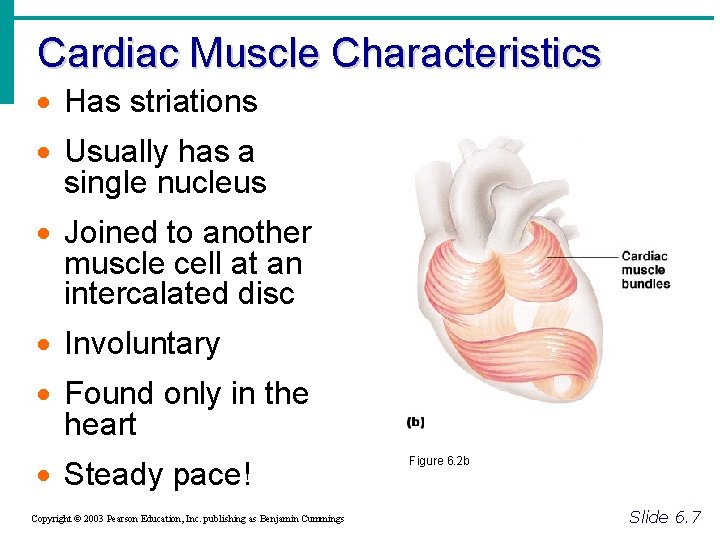 Cardiac Muscle Characteristics · Has striations · Usually has a single nucleus · Joined