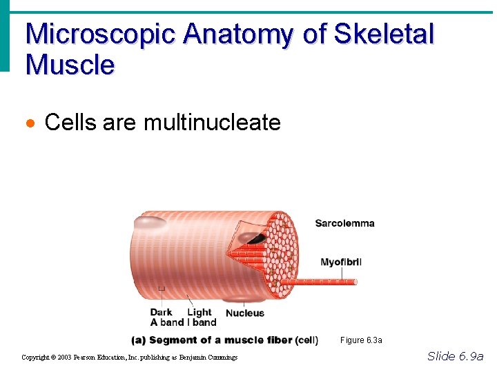 Microscopic Anatomy of Skeletal Muscle · Cells are multinucleate Figure 6. 3 a Copyright