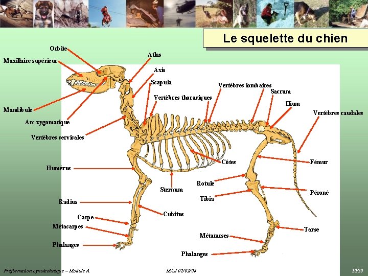 Le squelette du chien Orbite Maxillaire supérieur Atlas Axis Scapula Vertèbres thoraciques Vertèbres lombaires Le squelette du chien Orbite Maxillaire supérieur Atlas Axis Scapula Vertèbres thoraciques Vertèbres lombaires