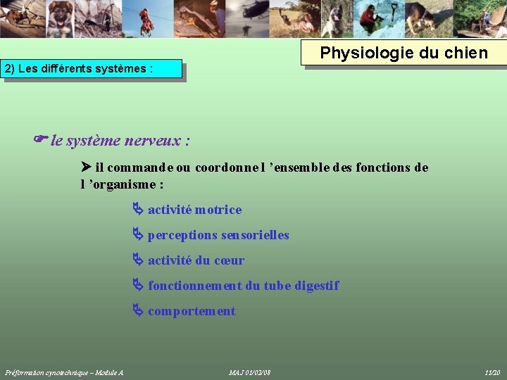 Physiologie du chien 2) Les différents systèmes : le système nerveux : il commande Physiologie du chien 2) Les différents systèmes : le système nerveux : il commande