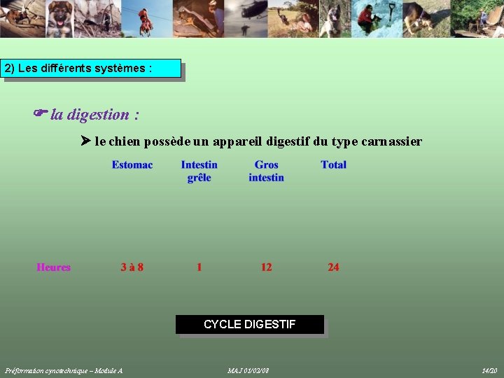 2) Les différents systèmes : la digestion : le chien possède un appareil digestif 2) Les différents systèmes : la digestion : le chien possède un appareil digestif