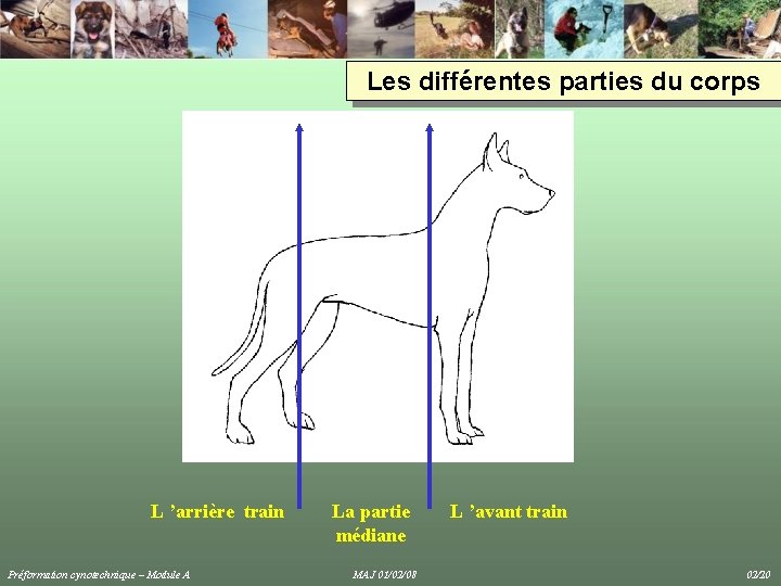 Les différentes parties du corps L ’arrière train Préformation cynotechnique – Module A La Les différentes parties du corps L ’arrière train Préformation cynotechnique – Module A La