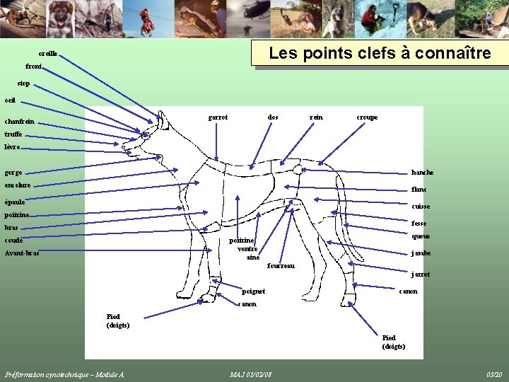 Les points clefs à connaître oreille front stop oeil garrot chanfrein dos rein croupe Les points clefs à connaître oreille front stop oeil garrot chanfrein dos rein croupe
