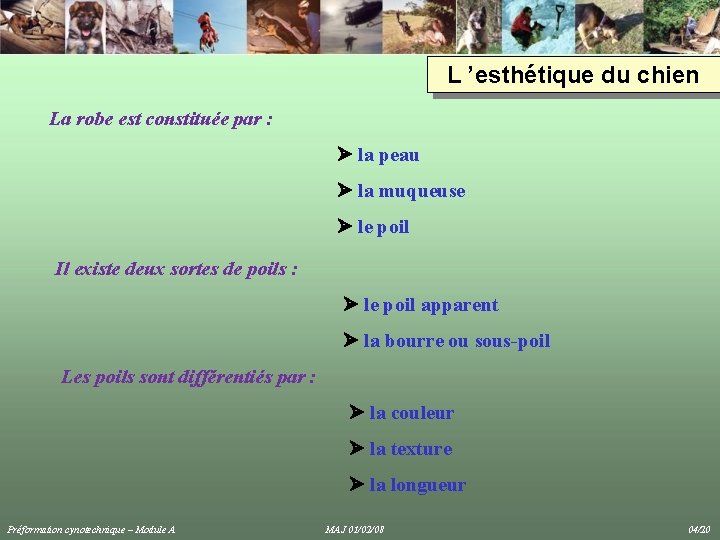 L ’esthétique du chien La robe est constituée par : la peau la muqueuse L ’esthétique du chien La robe est constituée par : la peau la muqueuse