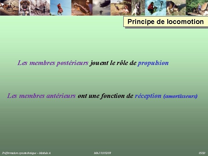 Principe de locomotion Les membres postérieurs jouent le rôle de propulsion Les membres antérieurs Principe de locomotion Les membres postérieurs jouent le rôle de propulsion Les membres antérieurs