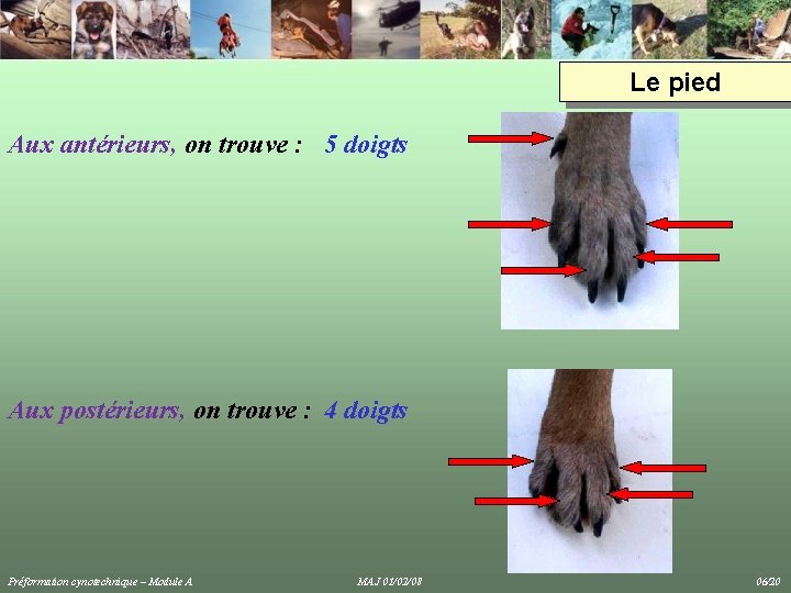 Le pied Aux antérieurs, on trouve : 5 doigts Aux postérieurs, on trouve : Le pied Aux antérieurs, on trouve : 5 doigts Aux postérieurs, on trouve :