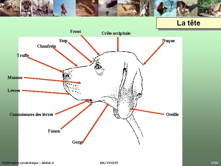 La tête Front Crête occipitale Stop Nuque Chanfrein Truffe Museau Lèvres Commissures des lèvres La tête Front Crête occipitale Stop Nuque Chanfrein Truffe Museau Lèvres Commissures des lèvres