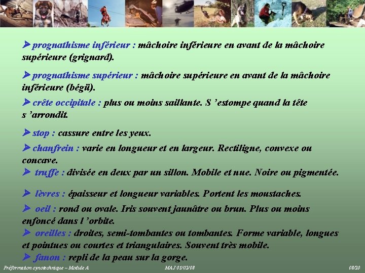prognathisme inférieur : mâchoire inférieure en avant de la mâchoire supérieure (grignard). prognathisme prognathisme inférieur : mâchoire inférieure en avant de la mâchoire supérieure (grignard). prognathisme