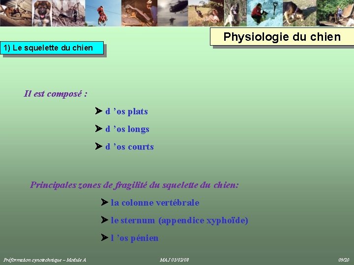 Physiologie du chien 1) Le squelette du chien Il est composé : d ’os Physiologie du chien 1) Le squelette du chien Il est composé : d ’os
