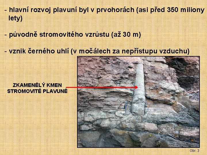 - hlavní rozvoj plavuní byl v prvohorách (asi před 350 miliony lety) - původně