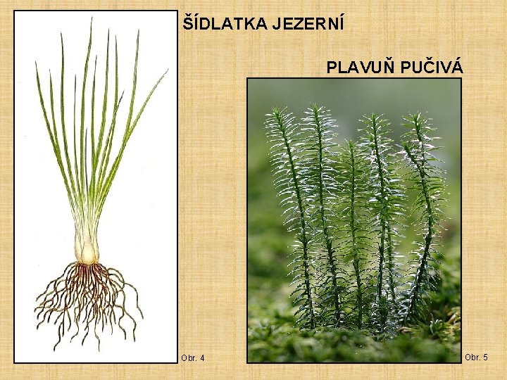 ŠÍDLATKA JEZERNÍ PLAVUŇ PUČIVÁ Obr. 4 Obr. 5 