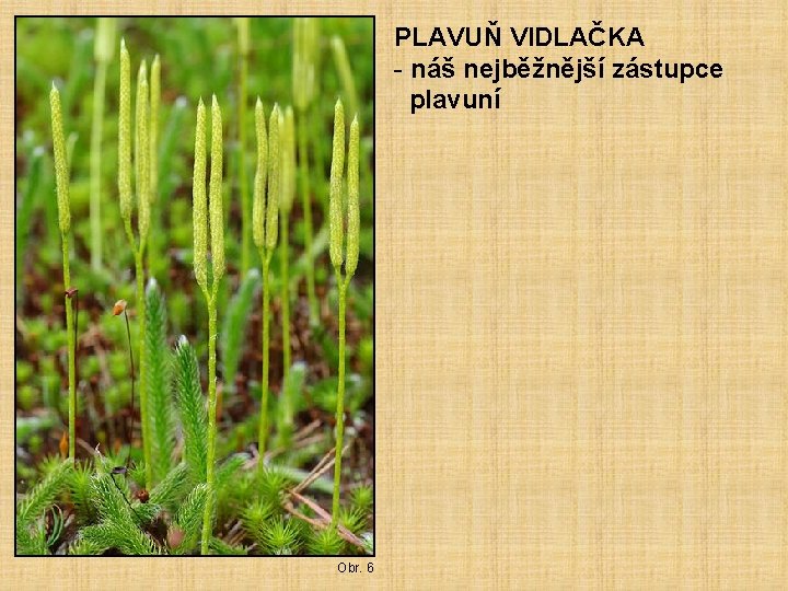 PLAVUŇ VIDLAČKA - náš nejběžnější zástupce plavuní Obr. 6 