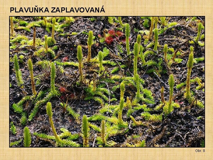 PLAVUŇKA ZAPLAVOVANÁ Obr. 8 