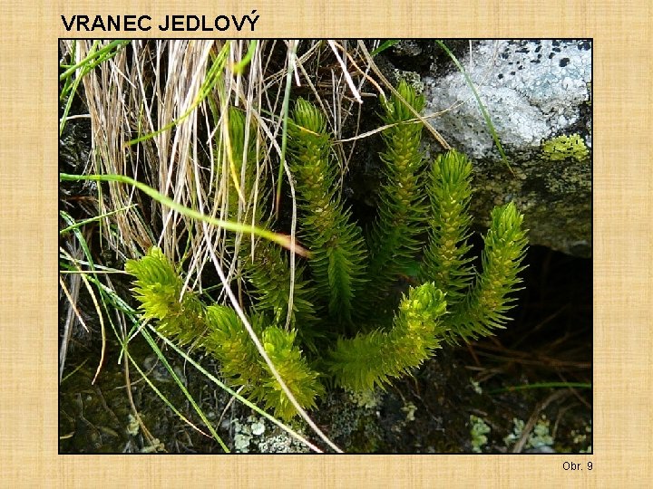 VRANEC JEDLOVÝ Obr. 9 