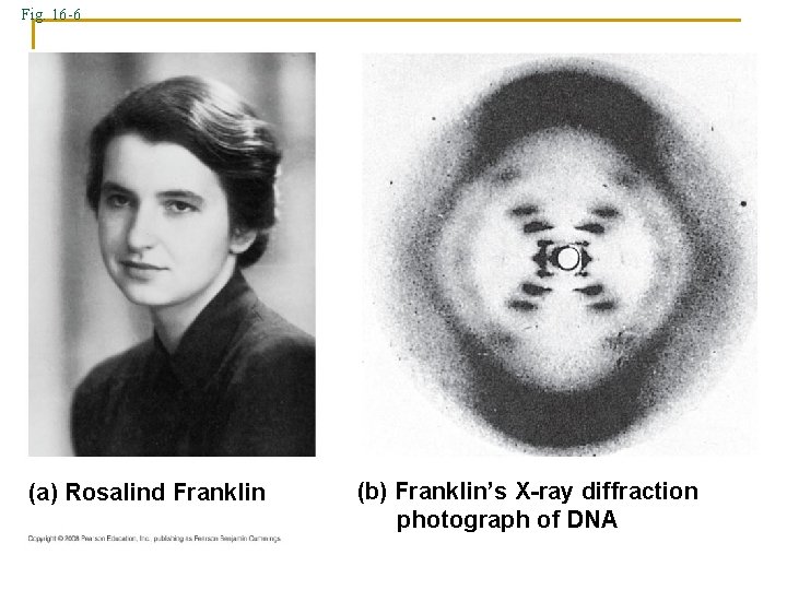 Fig. 16 -6 (a) Rosalind Franklin (b) Franklin’s X-ray diffraction photograph of DNA Fig. 16 -6 (a) Rosalind Franklin (b) Franklin’s X-ray diffraction photograph of DNA