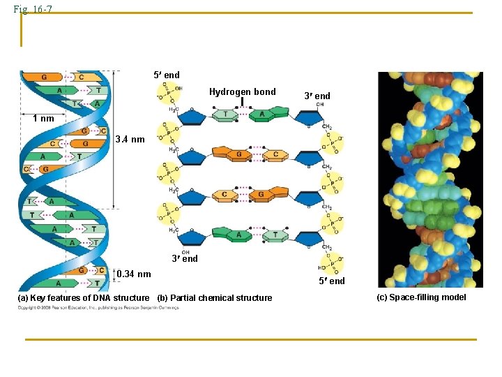 Fig. 16 -7 5 end Hydrogen bond 3 end 1 nm 3. 4 nm Fig. 16 -7 5 end Hydrogen bond 3 end 1 nm 3. 4 nm