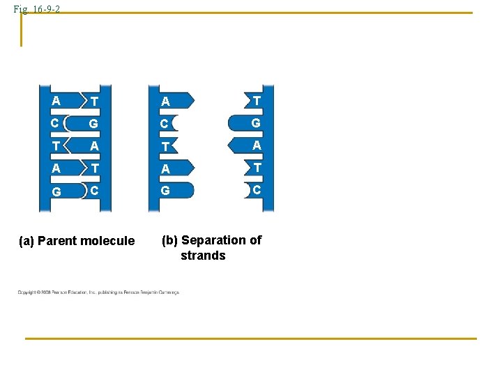 Fig. 16 -9 -2 A T C G T A A T G C Fig. 16 -9 -2 A T C G T A A T G C