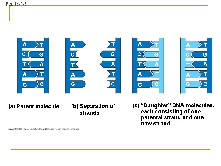 Fig. 16 -9 -3 A T A T C G C G T A Fig. 16 -9 -3 A T A T C G C G T A