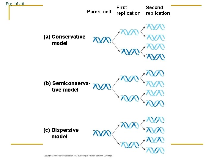 Fig. 16 -10 Parent cell (a) Conservative model (b) Semiconservative model (c) Dispersive model Fig. 16 -10 Parent cell (a) Conservative model (b) Semiconservative model (c) Dispersive model