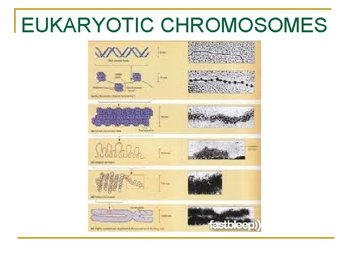EUKARYOTIC CHROMOSOMES EUKARYOTIC CHROMOSOMES