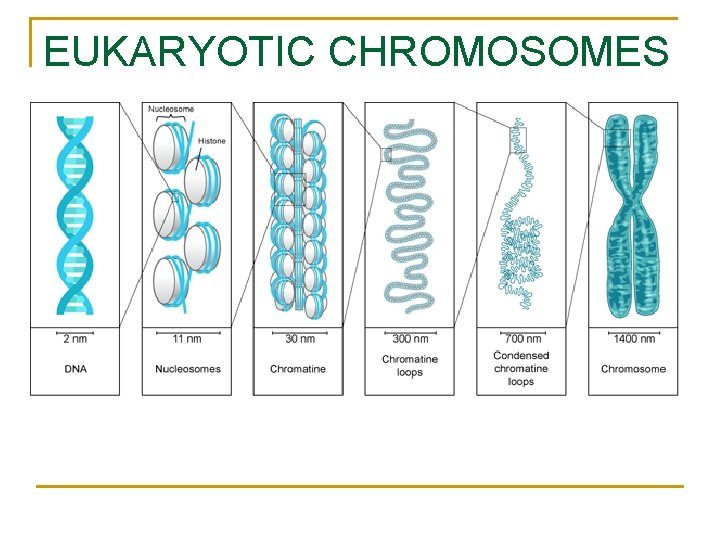 EUKARYOTIC CHROMOSOMES EUKARYOTIC CHROMOSOMES