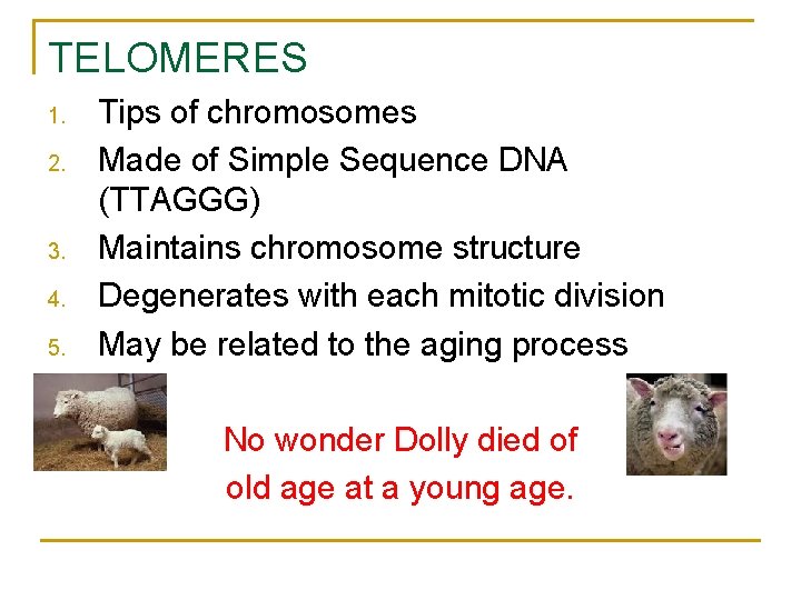 TELOMERES 1. 2. 3. 4. 5. Tips of chromosomes Made of Simple Sequence DNA TELOMERES 1. 2. 3. 4. 5. Tips of chromosomes Made of Simple Sequence DNA