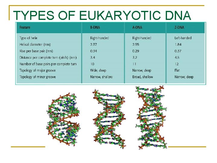 TYPES OF EUKARYOTIC DNA TYPES OF EUKARYOTIC DNA