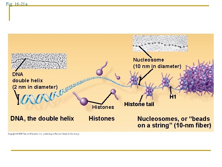 Fig. 16 -21 a Nucleosome (10 nm in diameter) DNA double helix (2 nm Fig. 16 -21 a Nucleosome (10 nm in diameter) DNA double helix (2 nm