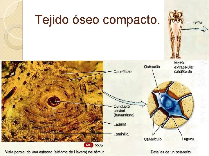 Tejido óseo compacto. 