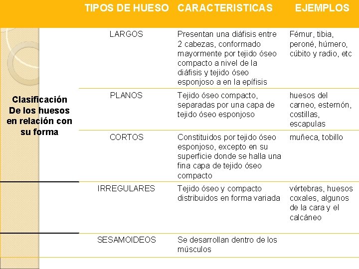 TIPOS DE HUESO CARACTERISTICAS Clasificación De los huesos en relación con su forma EJEMPLOS