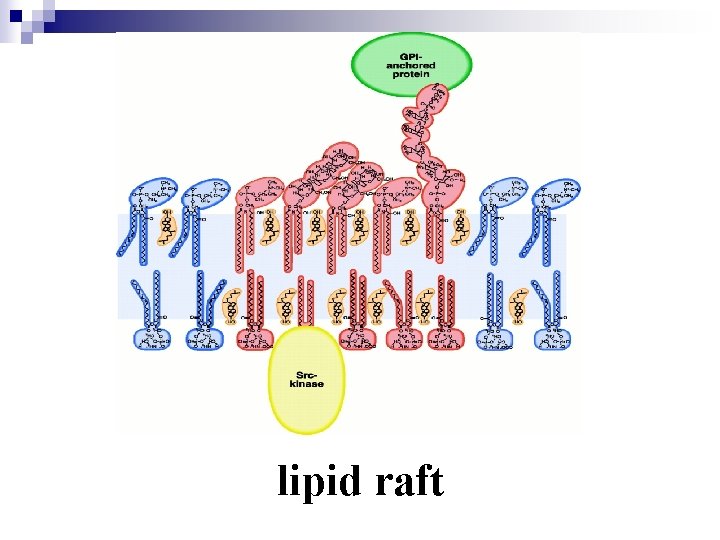 lipid raft 