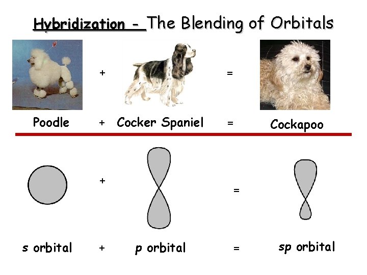 Hybridization - The Blending of Orbitals Poodle + = + Cocker Spaniel = +