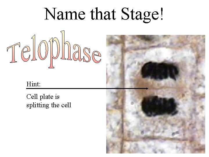 Name that Stage! Hint: Cell plate is splitting the cell 