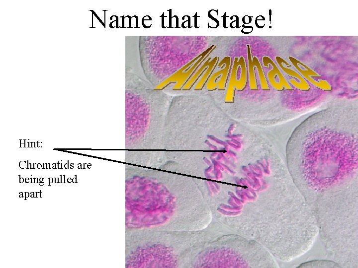 Name that Stage! Hint: Chromatids are being pulled apart 