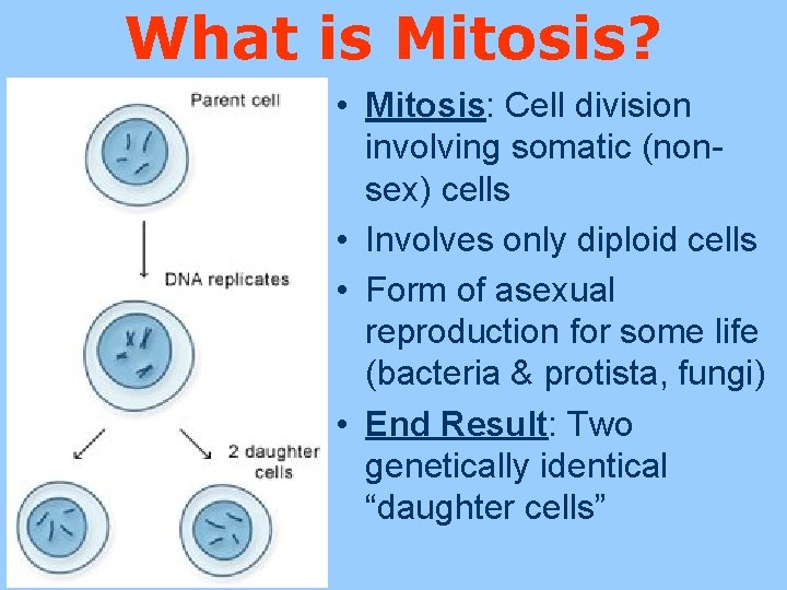 What is Mitosis? • Mitosis: Cell division involving somatic (nonsex) cells • Involves only