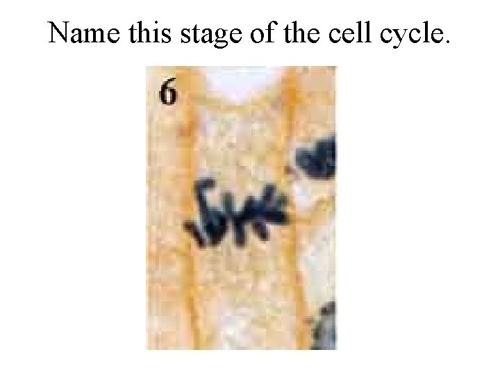Name this stage of the cell cycle. 