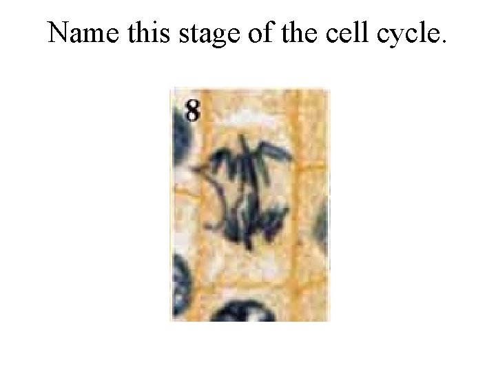 Name this stage of the cell cycle. 