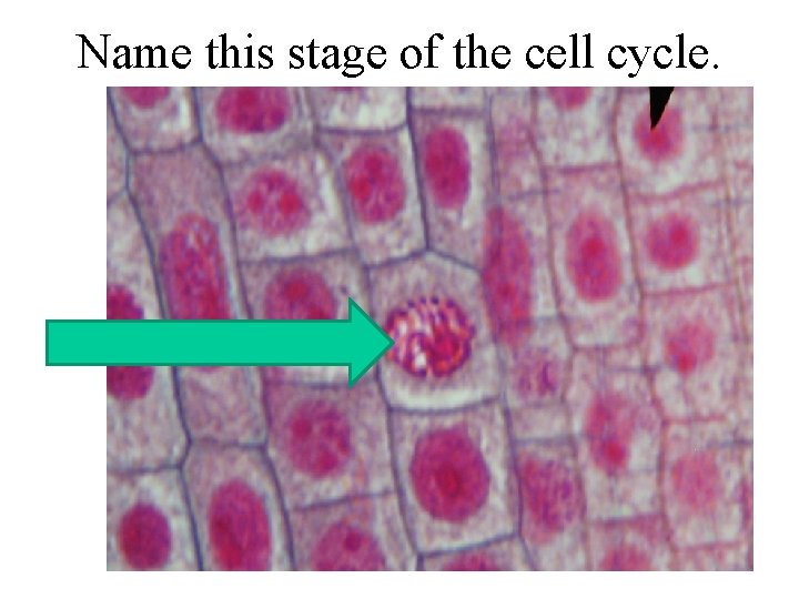 Name this stage of the cell cycle. 