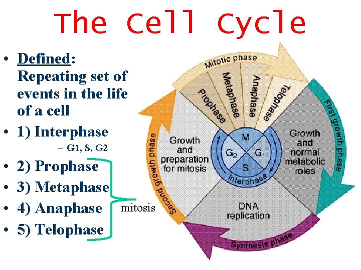 The Cell Cycle • Defined: Repeating set of events in the life of a