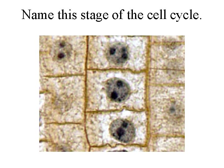 Name this stage of the cell cycle. 