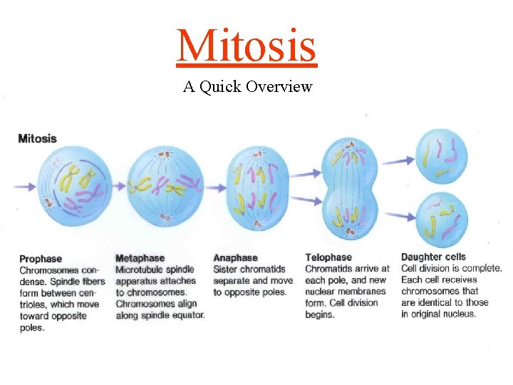 Mitosis A Quick Overview 