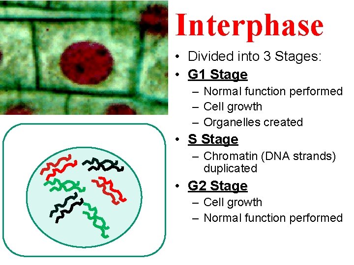 Interphase • Divided into 3 Stages: • G 1 Stage – Normal function performed