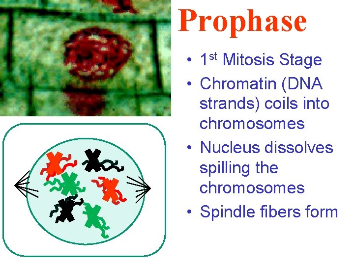 Prophase • 1 st Mitosis Stage • Chromatin (DNA strands) coils into chromosomes •