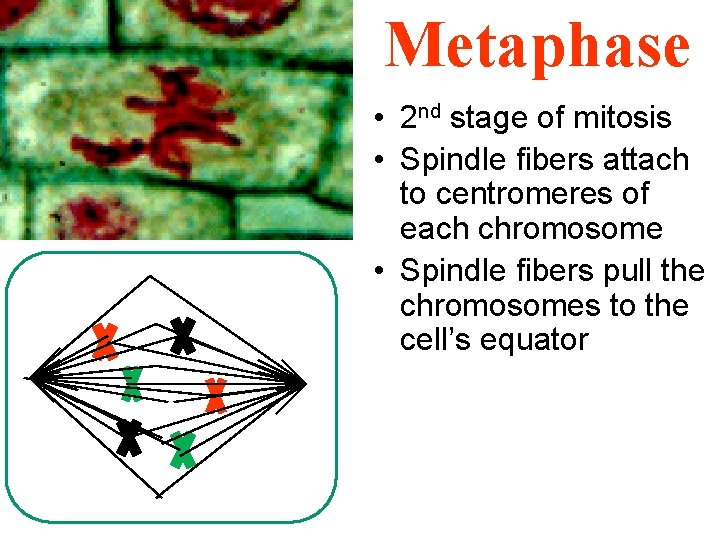 Metaphase • 2 nd stage of mitosis • Spindle fibers attach to centromeres of