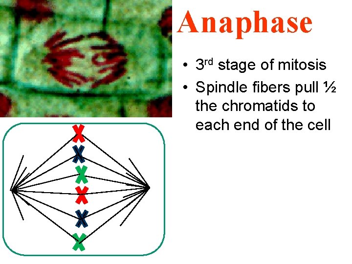 Anaphase • 3 rd stage of mitosis • Spindle fibers pull ½ the chromatids