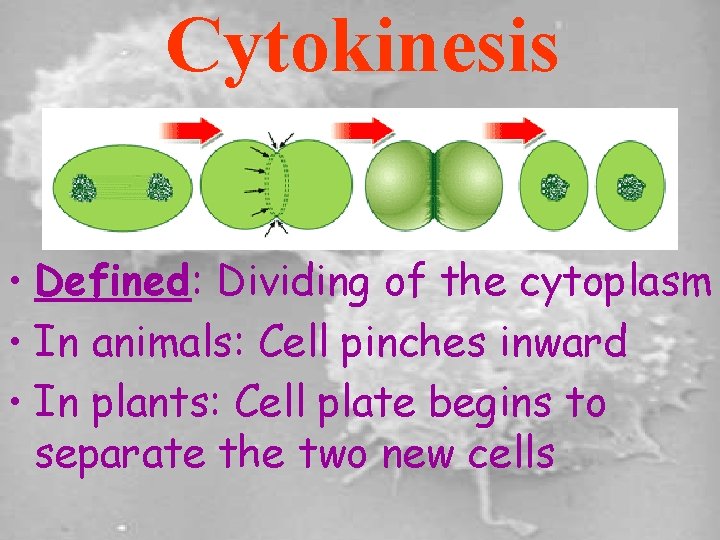 Cytokinesis • Defined: Dividing of the cytoplasm • In animals: Cell pinches inward •