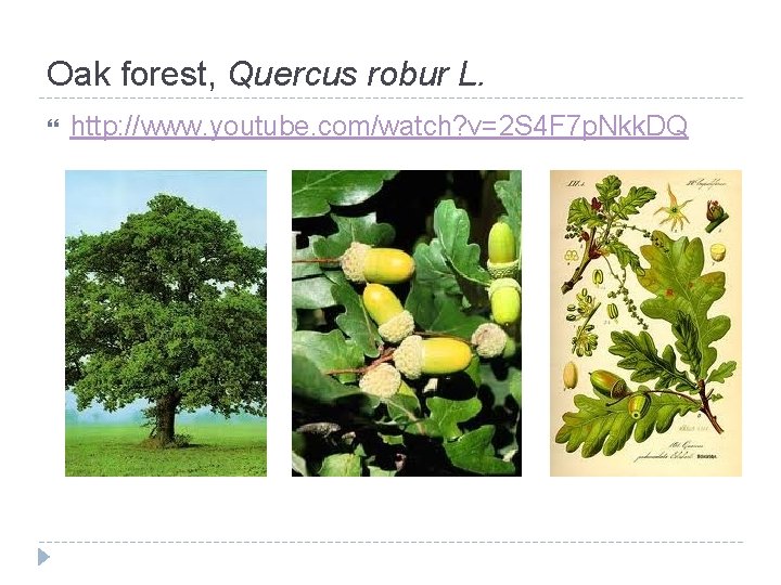 Oak forest, Quercus robur L. http: //www. youtube. com/watch? v=2 S 4 F 7 Oak forest, Quercus robur L. http: //www. youtube. com/watch? v=2 S 4 F 7